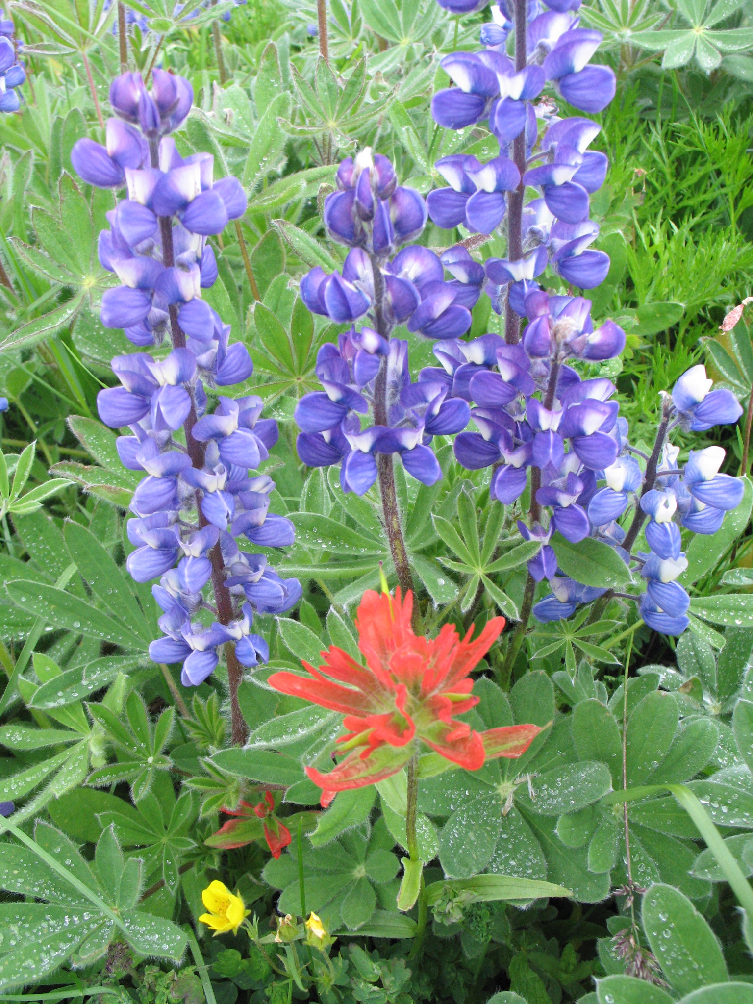 Arctic lupine and Indian Paintbrush  flowers in an alpine meadow.