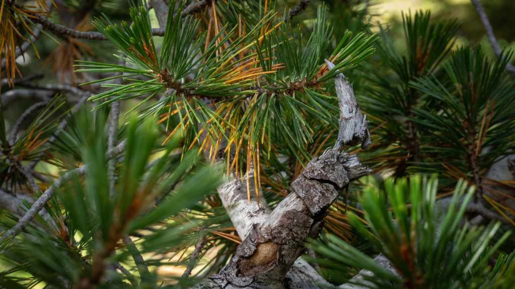 White bark pine's uncommon five needle in the Chilcotin Ark. 