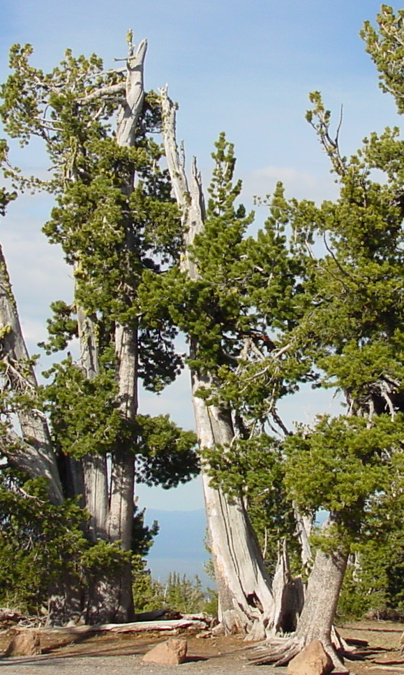Old white bark pine trees at treeline in the Chilcotin Ark.