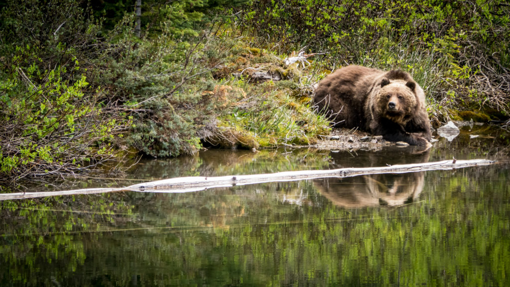  grizzly bear laying next to a pond